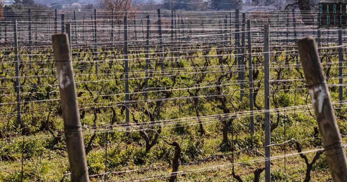Vino: in Puglia c'� anche quello "barese", ma � meno conosciuto e diffuso. Ecco perch�